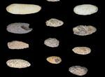 Lot: Fossil Seed Cones (Or Aggregate Fruits) - Pieces #148848-2
